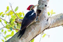 lineated-woodpecker-2