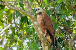 black-collared-hawk