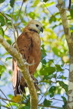 black-collared-hawk-2