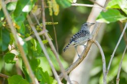 barred-antshrike
