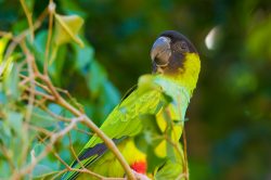 nandy-or-black-hooded-parakeet-2