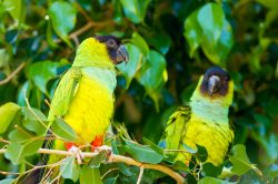nandy-or-black-hooded-parakeet-3