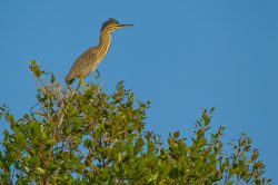striated-heron-2