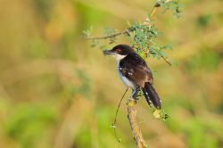 great-antshrike-4