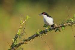 great-antshrike-5