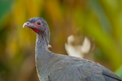 chaco-chachalaca-3