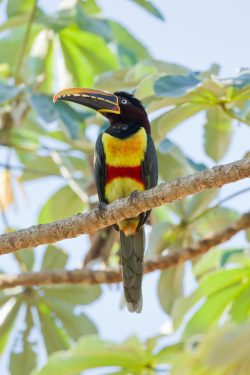 chestnut-eared-aracari-3