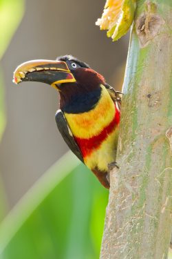 chestnut-eared-aracari-4