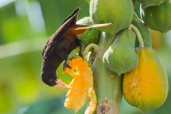crested-oropendola-3