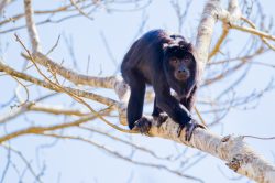 black-howler-monkey-3