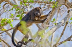 black-howler-monkey-4