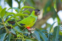 nandy-or-black-hooded-parakeet-4