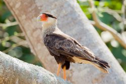 southern-caracara-3