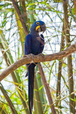 hyacinth-macaw-10