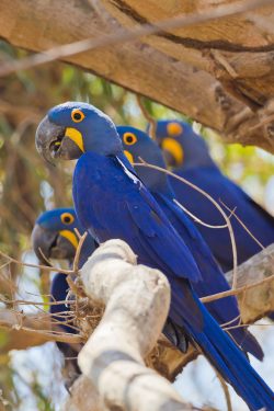 hyacinth-macaw-11