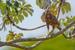 savanna-hawk-3