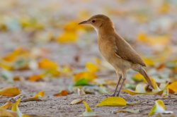 rufous-hornero-6