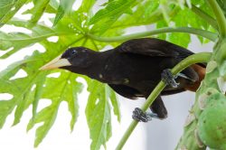 crested-oropendola-4