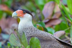 southern-caracara-4