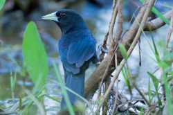 solitary-black-cacique