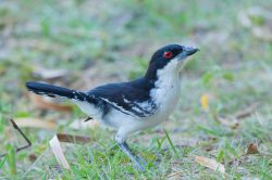 great-antshrike-6
