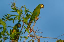yellow-collared-macaw