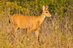 marsh-deer-4