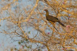 chaco-chachalaca-4