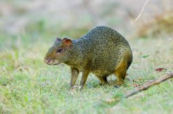agouti