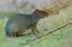 agouti-2