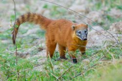 coati-6