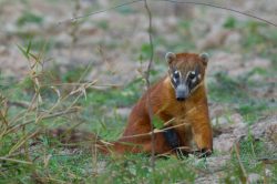 coati-7