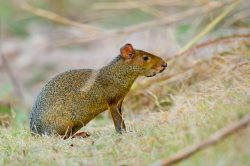 agouti-3