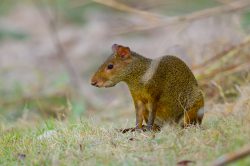 agouti-4