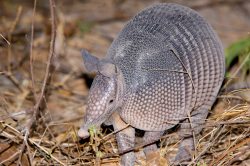 nine-banded-armadillo-3