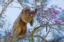 black-howler-monkey-5