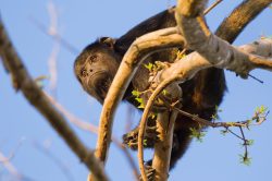 black-howler-monkey-6