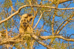 black-howler-monkey-8