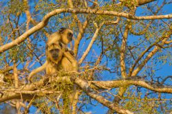 black-howler-monkey-9