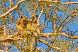 black-howler-monkey-10