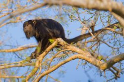 black-howler-monkey-11