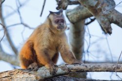 brown-capuchin-7