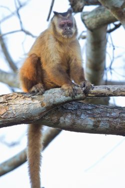 brown-capuchin-8