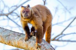 brown-capuchin-9