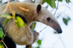 southern-tamandua-2