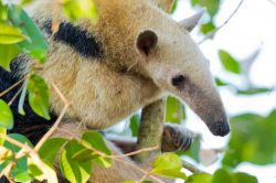 southern-tamandua-3