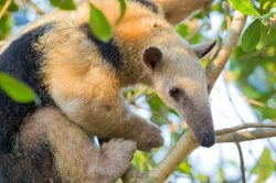southern-tamandua-4
