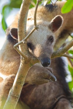 southern-tamandua-5