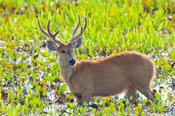 marsh-deer-5