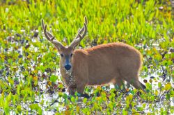 marsh-deer-6